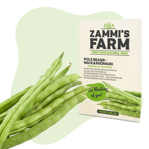 Fasola pnąca Neckarkönigin (Phaseolus vulgaris) – nasiona