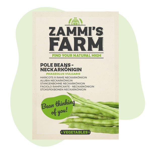 Fasola pnąca Neckarkönigin (Phaseolus vulgaris) – nasiona