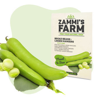Nasiona bobu Leidse Hangers (Vicia faba)