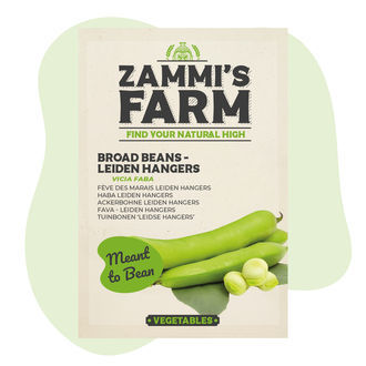 Nasiona bobu Leidse Hangers (Vicia faba)