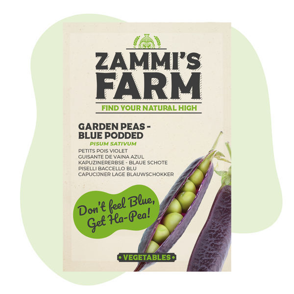 Nasiona groszku Blue Podded (Pisum sativum)