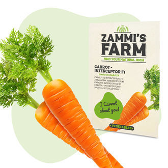 Marchew – Interceptor F1 (Daucus carota), nasiona