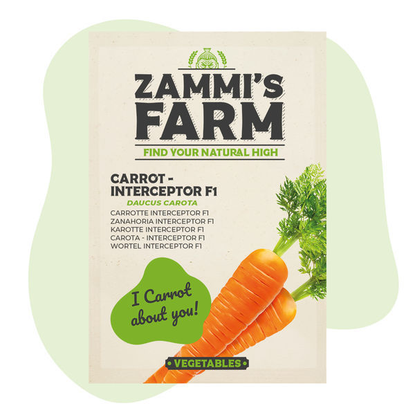 Marchew – Interceptor F1 (Daucus carota), nasiona