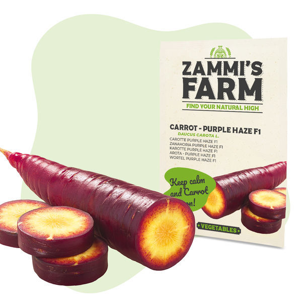 Nasiona marchwi Purple Haze F1 (Daucus carota L.)