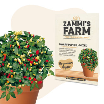 Papryka karłowa „Mix” (Capsicum annuum) – nasiona