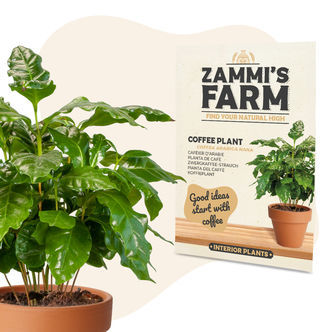 Nasiona kawowca (Coffea arabica nana)