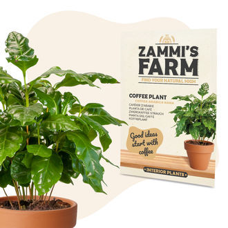 Nasiona kawowca (Coffea arabica nana)