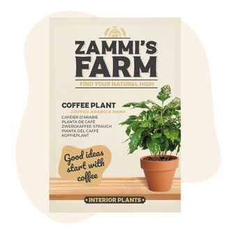 Nasiona kawowca (Coffea arabica nana)