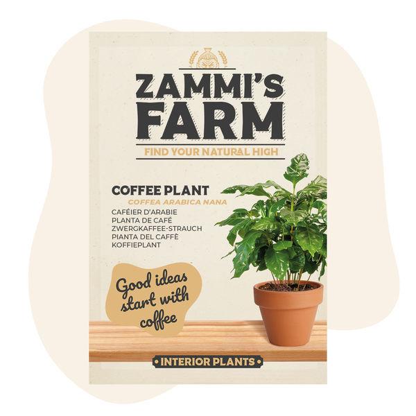 Nasiona kawowca (Coffea arabica nana)