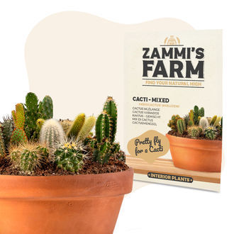 Mieszanka kaktusów (Ferocactus wislizeni) – nasiona