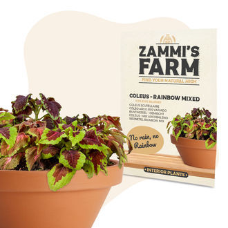 Koleus – Rainbow Mixed (Coleus blumei) Nasiona