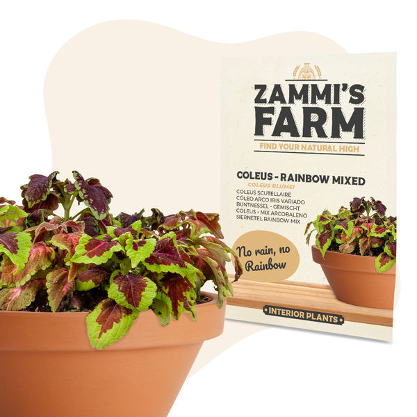 Koleus – Rainbow Mixed (Coleus blumei) Nasiona