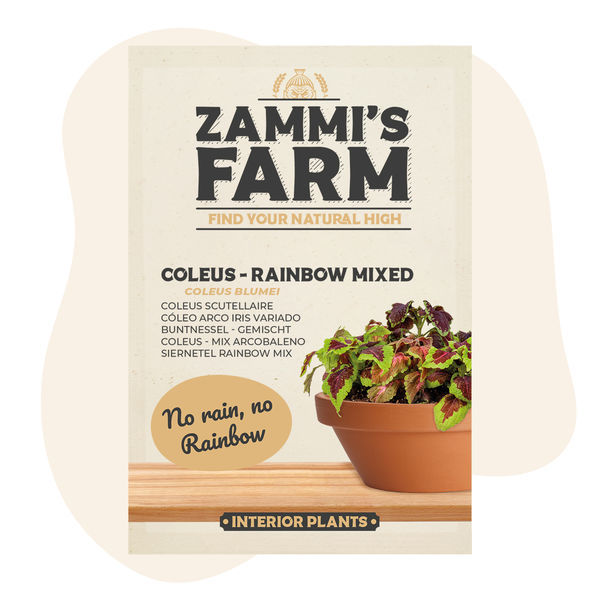 Koleus – Rainbow Mixed (Coleus blumei) Nasiona