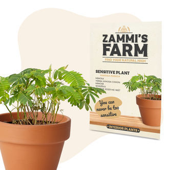 Nasiona mimozy wstydliwej (Mimosa pudica)