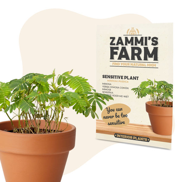 Nasiona mimozy wstydliwej (Mimosa pudica)