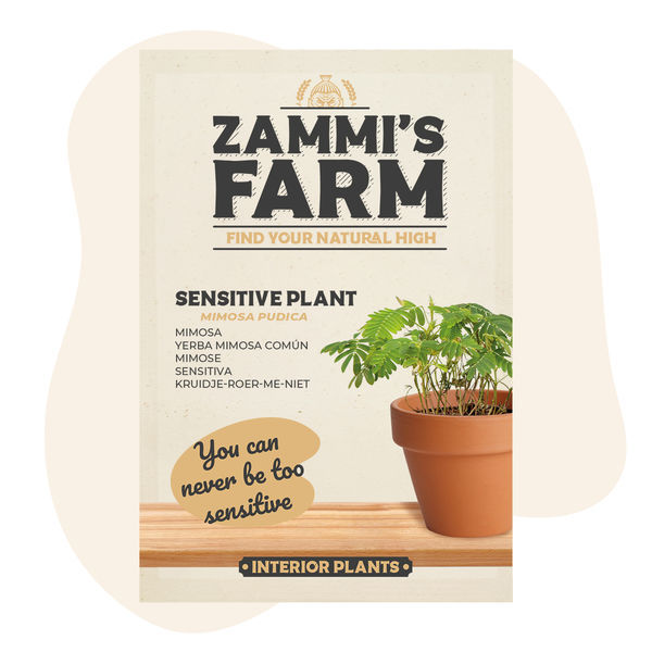 Nasiona mimozy wstydliwej (Mimosa pudica)