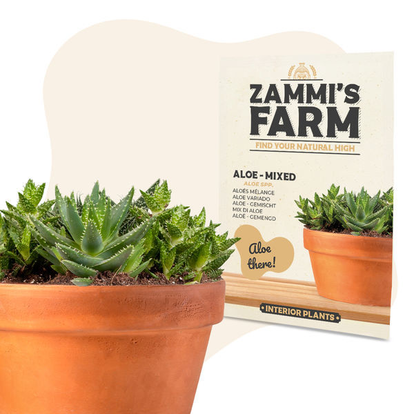 Aloes – mieszanka (Aloe spp.) nasion