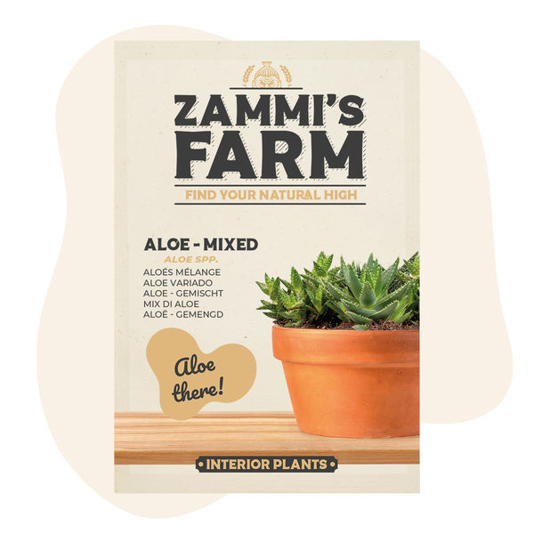 Aloes – mieszanka (Aloe spp.) nasion