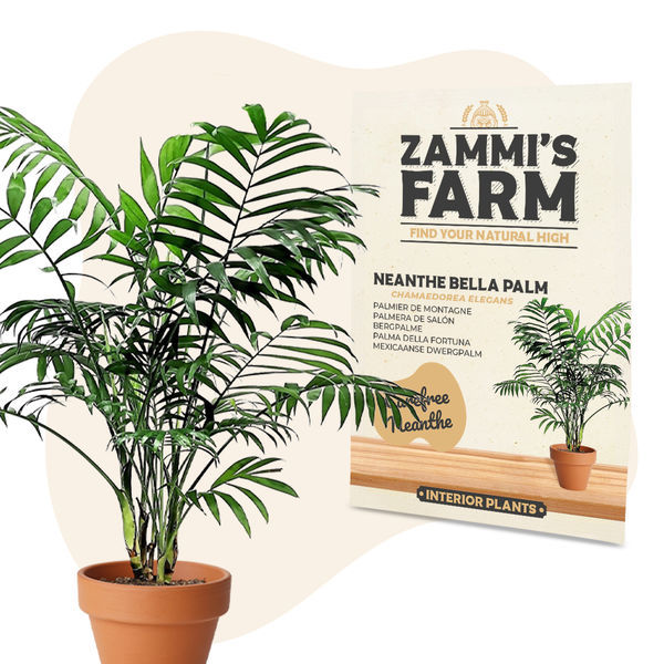 Nasiona palmy Neanthe Bella (Chamaedorea elegans)