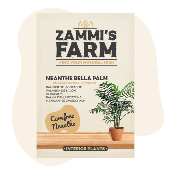 Nasiona palmy Neanthe Bella (Chamaedorea elegans)