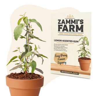 Nasiona eukaliptusa cytrynowego (Lemon-Scented Gum, Eucalyptus citriodora)