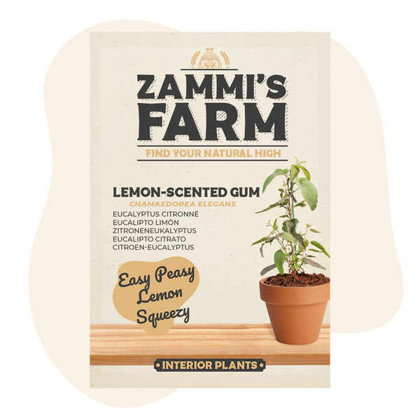 Nasiona eukaliptusa cytrynowego (Lemon-Scented Gum, Eucalyptus citriodora)