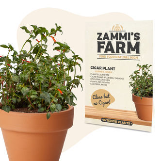 Nasiona kufei ognistej (Cuphea ignea)