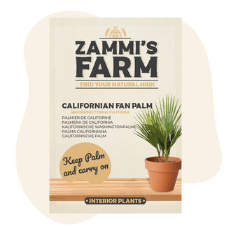 Nasiona kalifornijskiej palmy wachlarzowej pustynnej (Washingtonia filifera)