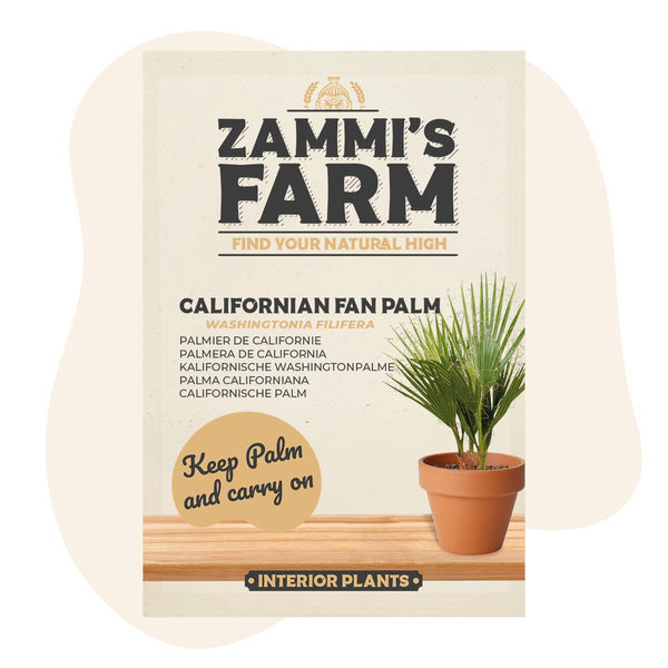 Nasiona kalifornijskiej palmy wachlarzowej pustynnej (Washingtonia filifera)