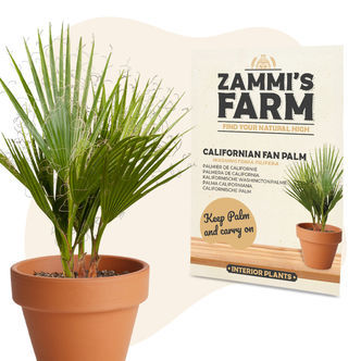 Nasiona kalifornijskiej palmy wachlarzowej pustynnej (Washingtonia filifera)