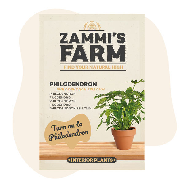 Nasiona filodendrona (Philodendron selloum)