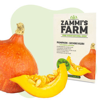 Nasiona dyni Uchiki Kuri (Cucurbita maxima)