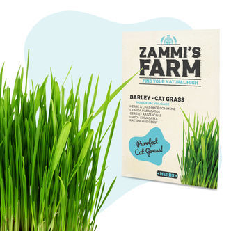 Jęczmień – trawa dla kotów (Hordeum vulgare) – nasiona