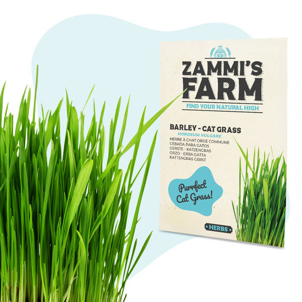 Jęczmień – trawa dla kotów (Hordeum vulgare) – nasiona