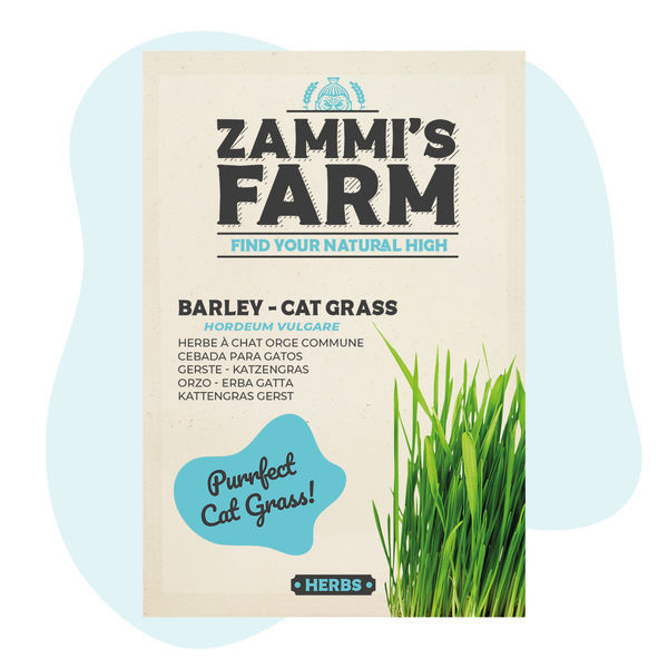 Jęczmień – trawa dla kotów (Hordeum vulgare) – nasiona