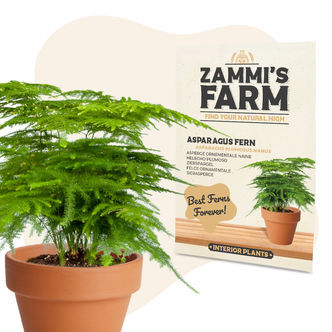 Nasiona szparag pierzasty (Asparagus plumosus Nanus)