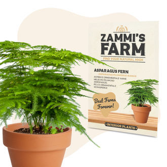 Nasiona szparag pierzasty (Asparagus plumosus Nanus)