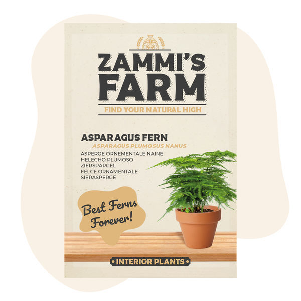 Nasiona szparag pierzasty (Asparagus plumosus Nanus)