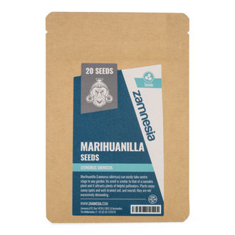 Marihuanilla (Leonurus sibiricus) – nasiona