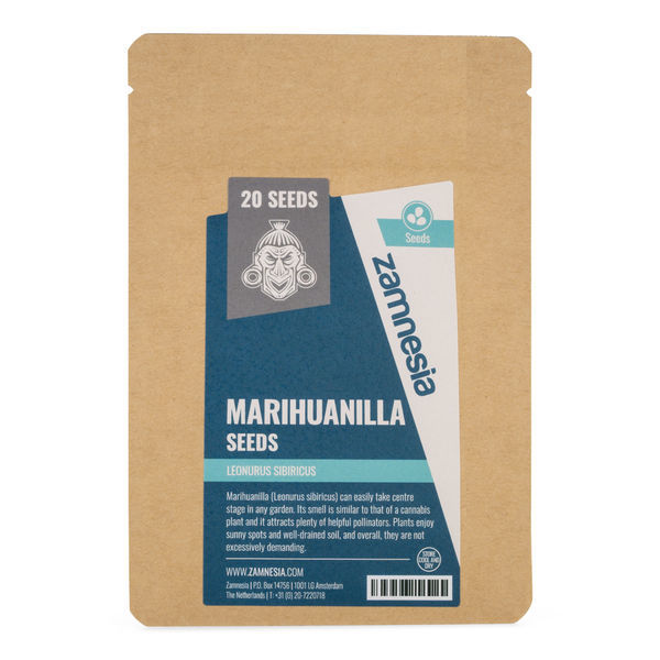 Marihuanilla (Leonurus sibiricus) – nasiona