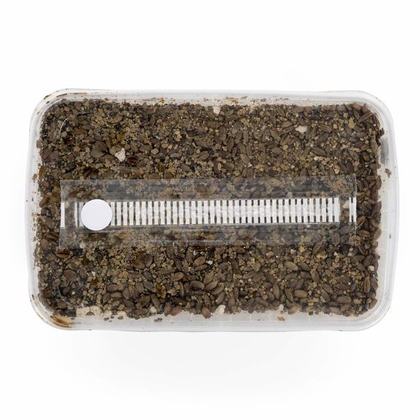 Zestaw ze sterylizowanym podłożem