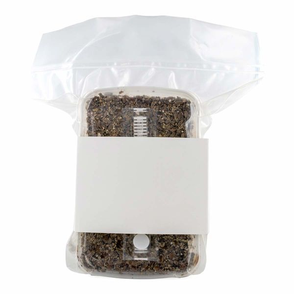 Zestaw ze sterylizowanym podłożem