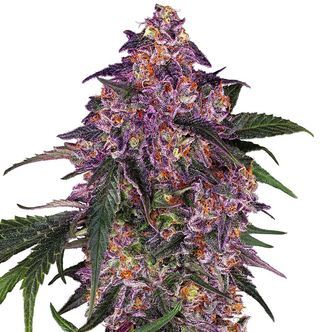 Sensi Purple Kush (Sensi Seeds) feminizowane