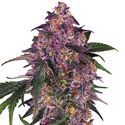 Sensi Purple Kush (Sensi Seeds) feminizowane