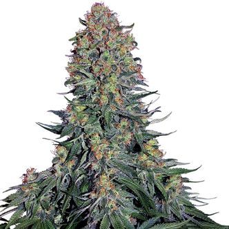 Blue Skunk (Sensi Seeds) feminizowane