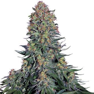 Blue Skunk (Sensi Seeds) feminizowane