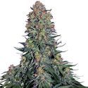 Blue Skunk (Sensi Seeds) feminizowane