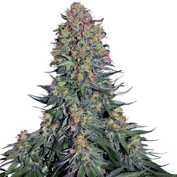 Blue Skunk (Sensi Seeds) feminizowane
