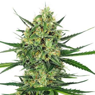 Tangerine Sugar (Sensi Seeds) feminizowane