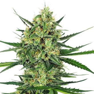 Tangerine Sugar (Sensi Seeds) feminizowane